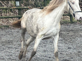 Andalucian mare