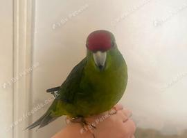 Very tame kakariki