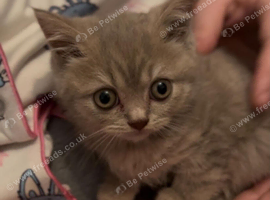 Stunning lilac/cinnamon British short haired kitten