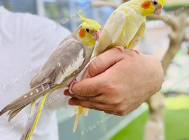Cocktail parrot