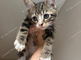 6 kittens
