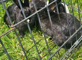 ️ 3 Beautiful, Friendly Rabbits Looking for Loving Homes &ndash; Burton-on-Trent ️