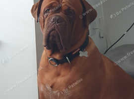 Dougie for stud