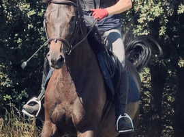 Talented 17hh Thoroughbred Gelding