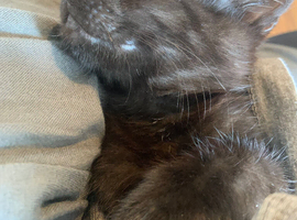 Kitten for sale