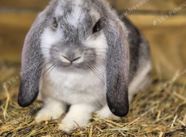 *****FRENCH LOPS READY TO RESERVE****