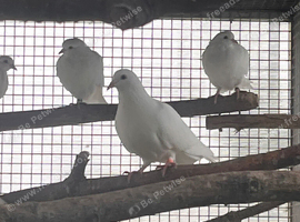 Baby white short tail doves