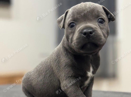staffy