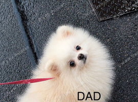 Bear Type Pomeranian for sale