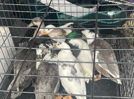 Call ducks