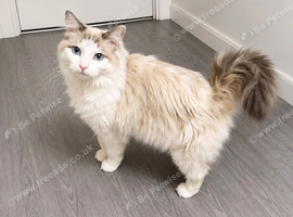 Male ragdoll