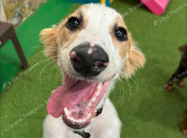 Saluki x Greyhound for Adoption