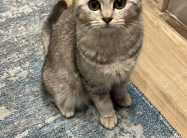 Beautiful girl is looking for her new. Forever home