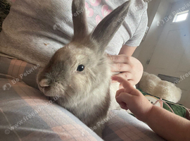 Male Bunny, 10 months approx