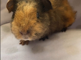 Beautful Baby piggies available