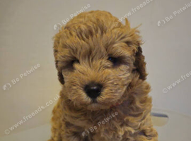 One girl f1b cavapoo