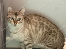 Snow bengal