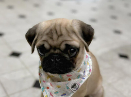 Pug Puppies &ndash; KC Registered & Family Raised