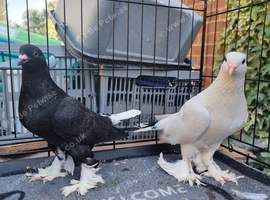 Pair of young  beautiful pigeon