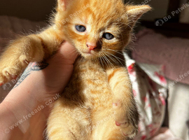 Main coon cross