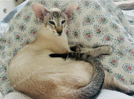 Siamese kitten