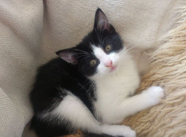 mixed breed Kittens ready now