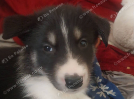 2 shollie husky puppies