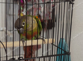 2 baby conures