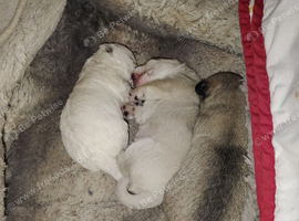 Chihuahua puppies