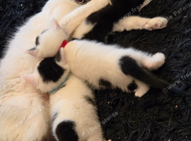 Turkish van mix breed kittens