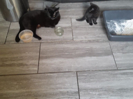 Beautiful Kittens/10 weeks old