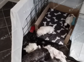 4 Malshipoo puppy's for sale