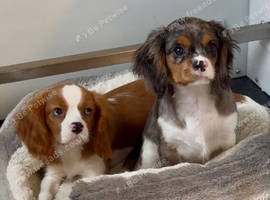 Merle cavalier King Charles spaniel