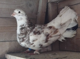fantail roller/tippler pigeon