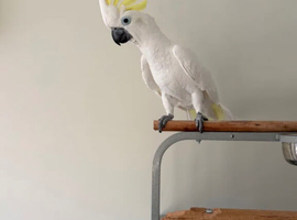 Sulphur crested cockatoo