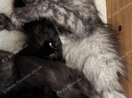 TICA registered Maine coon kittens READY NOW