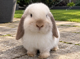 Mini lop boy