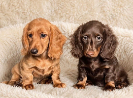 Gorgeous long haired miniature dachshund puppies