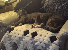 Male and female adult cats