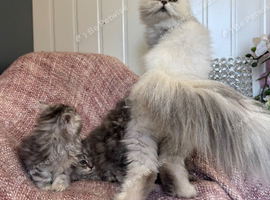 Chinchilla Persian kittens , doll face