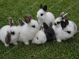 Beautiful mini lop ears
