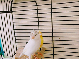 Rylander canary pair