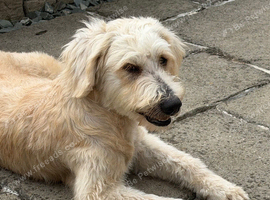 GOLDENDOODLE F1 BEAUTIFUL AND LOVING AVA