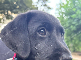 KC Registered black Labrador puppies (&pound;1600 Fixed Price)