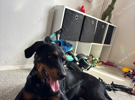 Rottweiler cross Labrador