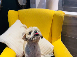 Cavapoo adult female