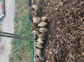 Common quail