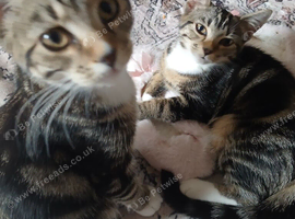 Twin cats boy & girl