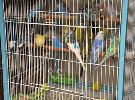 Budgies