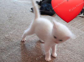 White boy kitten